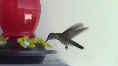 the humming bird