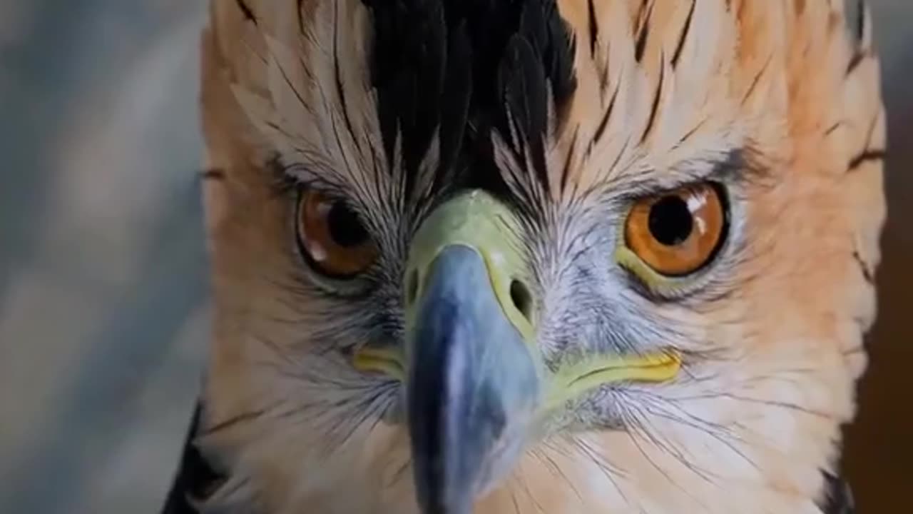 Animals shots video