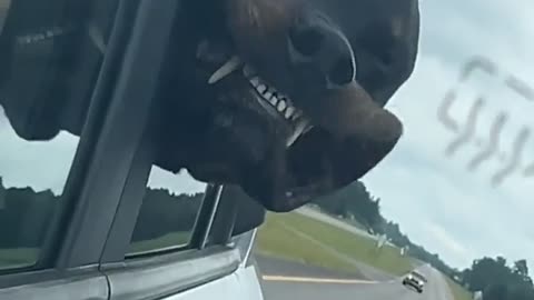 🐶💨 Dog Loves to Cruise! | FunFM