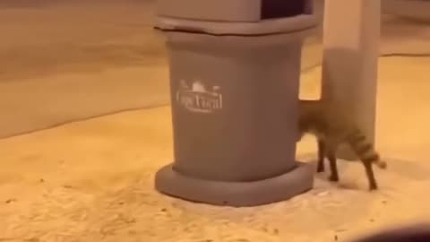 😂😂 Angry Cat Meow Meow - Funny Animal Moments!