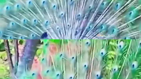 Beautiful video