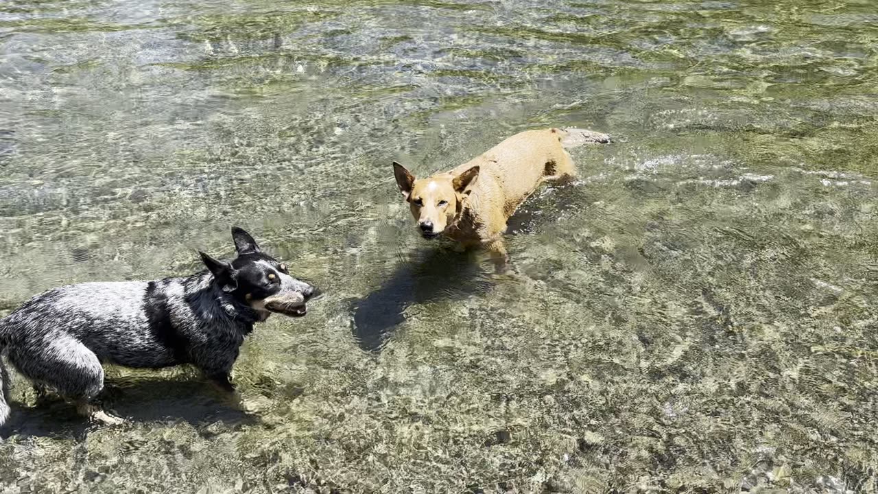 barkin in the cool stream 209842039842098