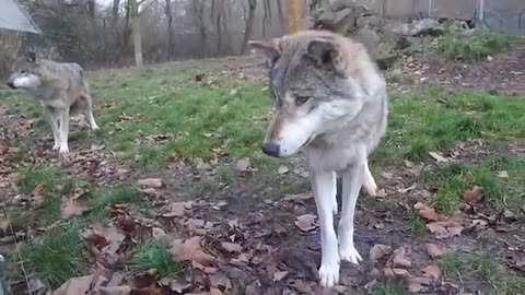 Wolf Vs Dog