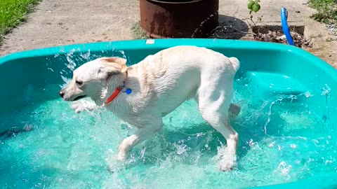Puppy pond