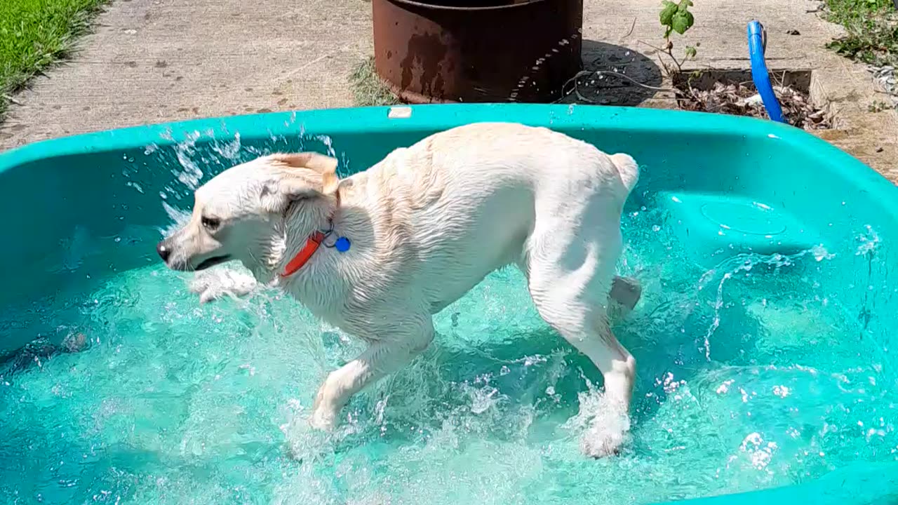 Puppy pond