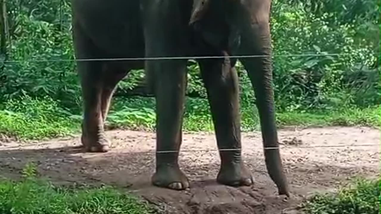 Let them Roam Free