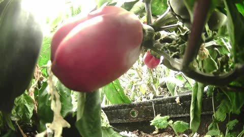 Indiegogo Is Live! Come Explore With Me – Gen X Nature Stream |