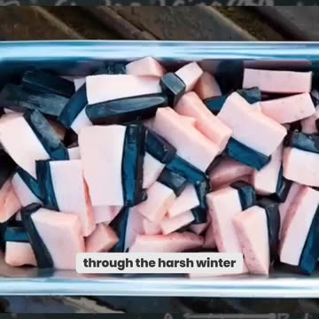 Shocking Whale Hunt Tradition Feeding a Whole City!