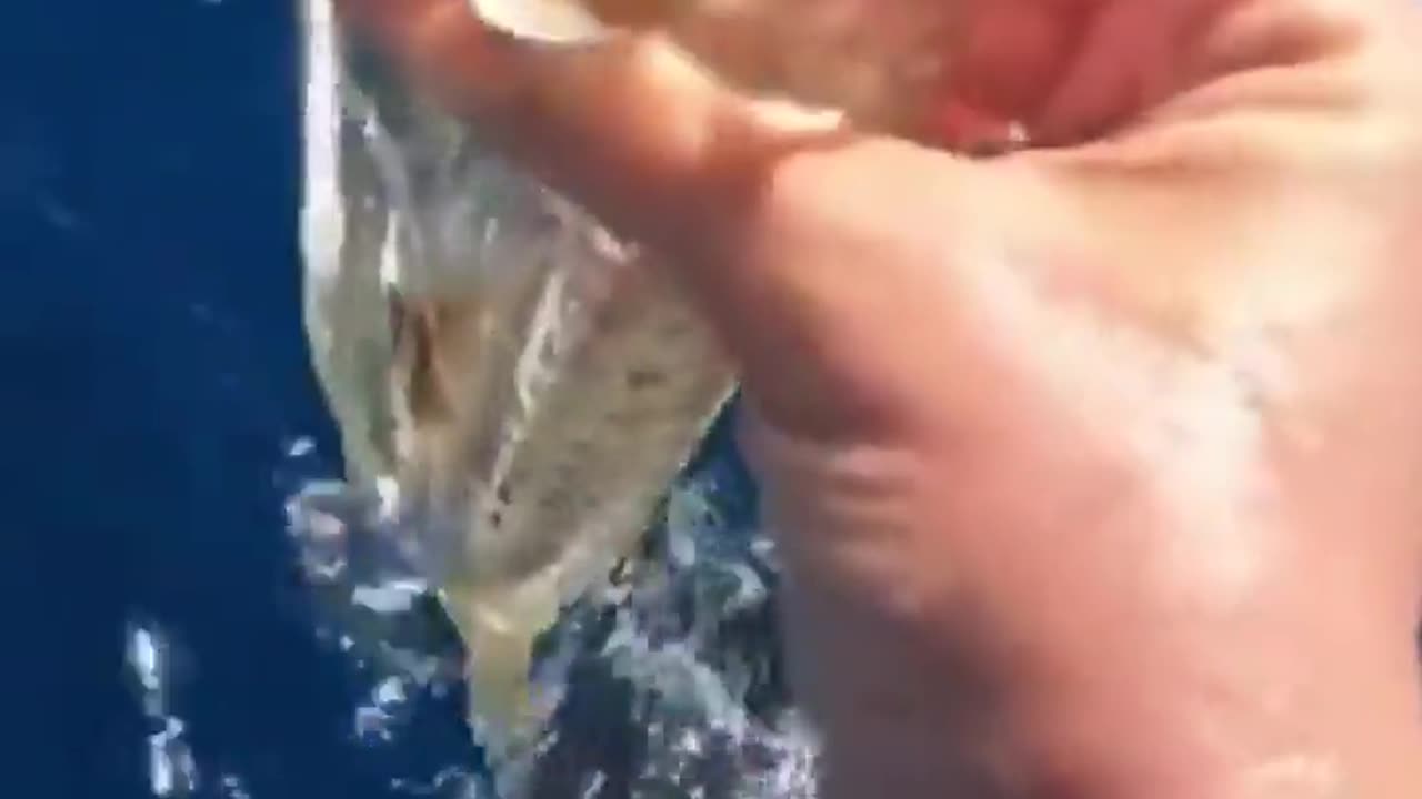 🧬✨ Discover The Twin-Sailed Salp: Ocean's Transparent Wonder! | FeedMyCuriosity