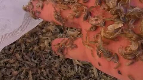 What's this tiny insects