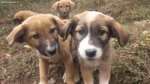 Funny animal video