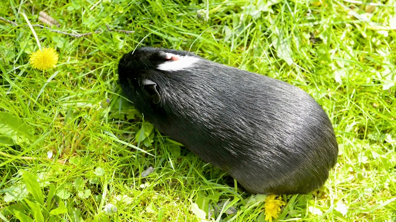 Guinea Pigs: So Cute It’s Wheek-diculous! 🐹