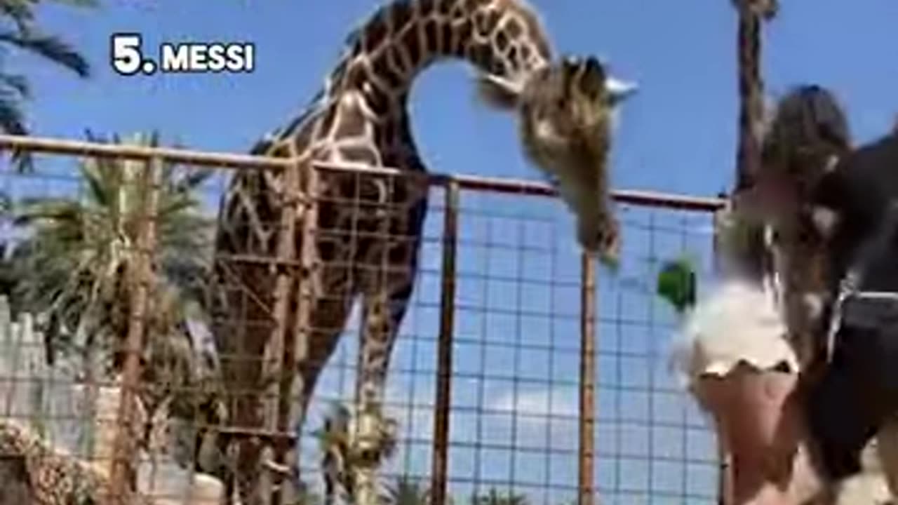 Top kid vs animal