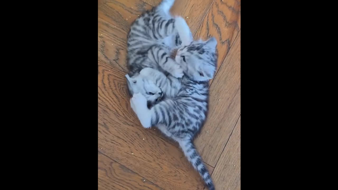 cat dog lover