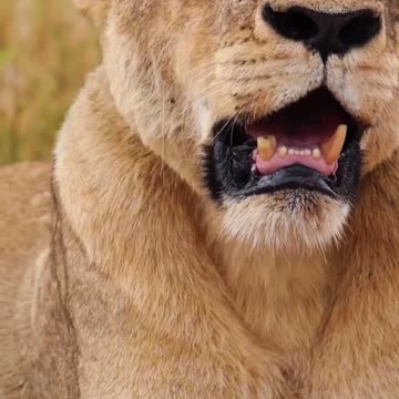 The Soft Side of the Savanna 🦁💕 | Sounds of Nature