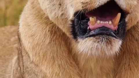 "Mama Lion's Wild Day: Cubs Just Won't Let Her Rest!" soundsofnature #animals #wildlife