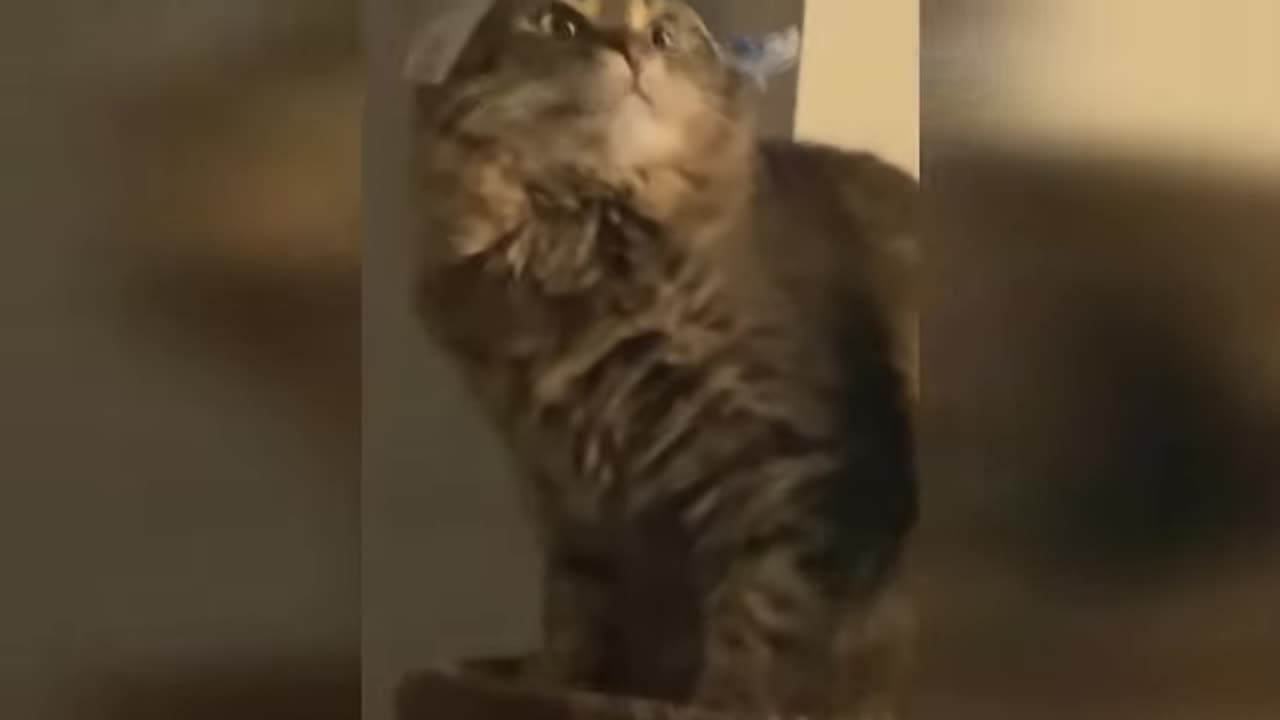 best-funny-animal-videos-202XX---funniest-cats-and-dogs-videos