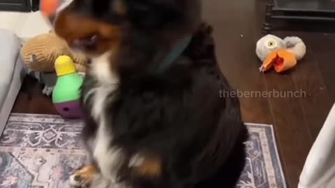 My_Bernese_Mountain_Dog_vs_A_Malinois😂___#bernesemountaindog_#belgianmalinois_#funnydogvideos