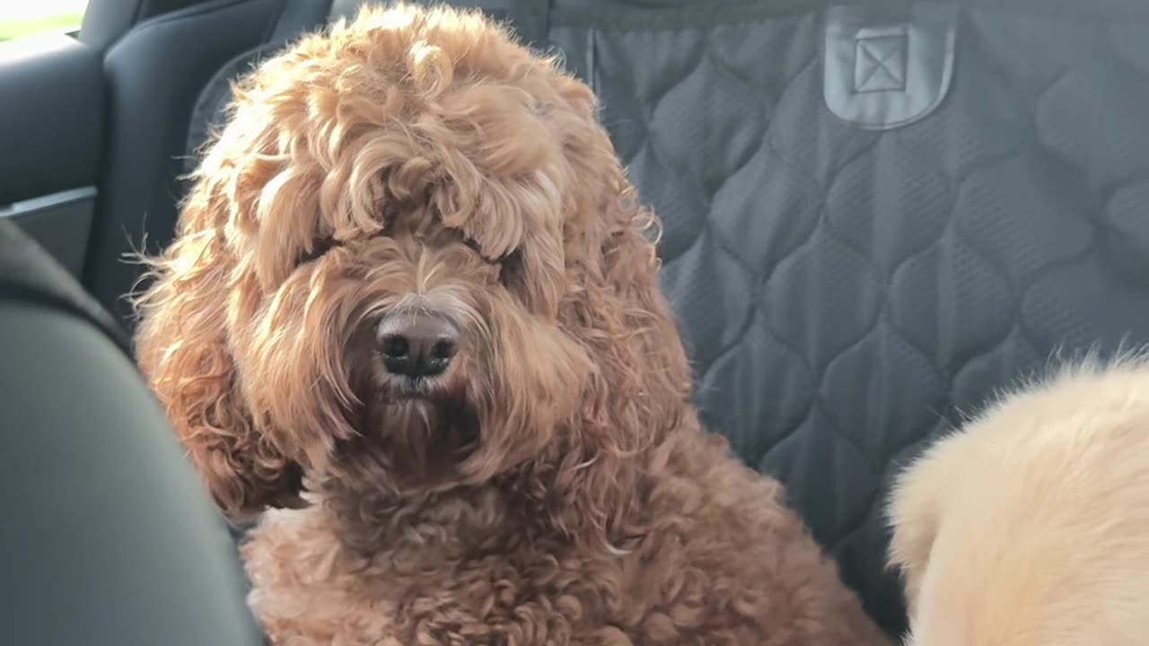 Car's Fart Feature Confuses Dogs