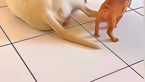 Dogs fun time