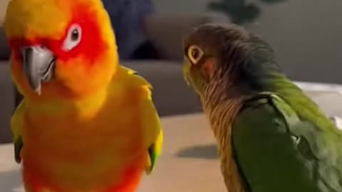 When Bae Is Mad But You Know How To Fix It 🥺❤️🦜 #petsdiarys #cute