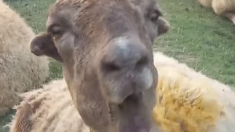 Funny animal