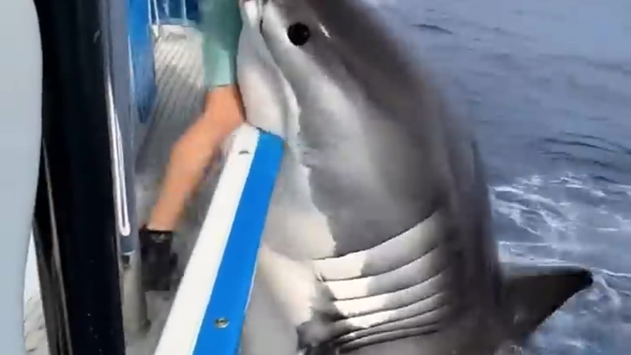 Unexpected attack by a shark on a man while fishing on a boat on the high sea #ai #attack #pov
