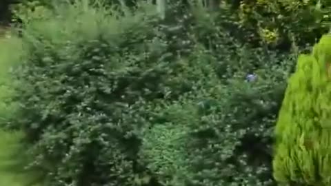 Bengal Cat Vs Zorro