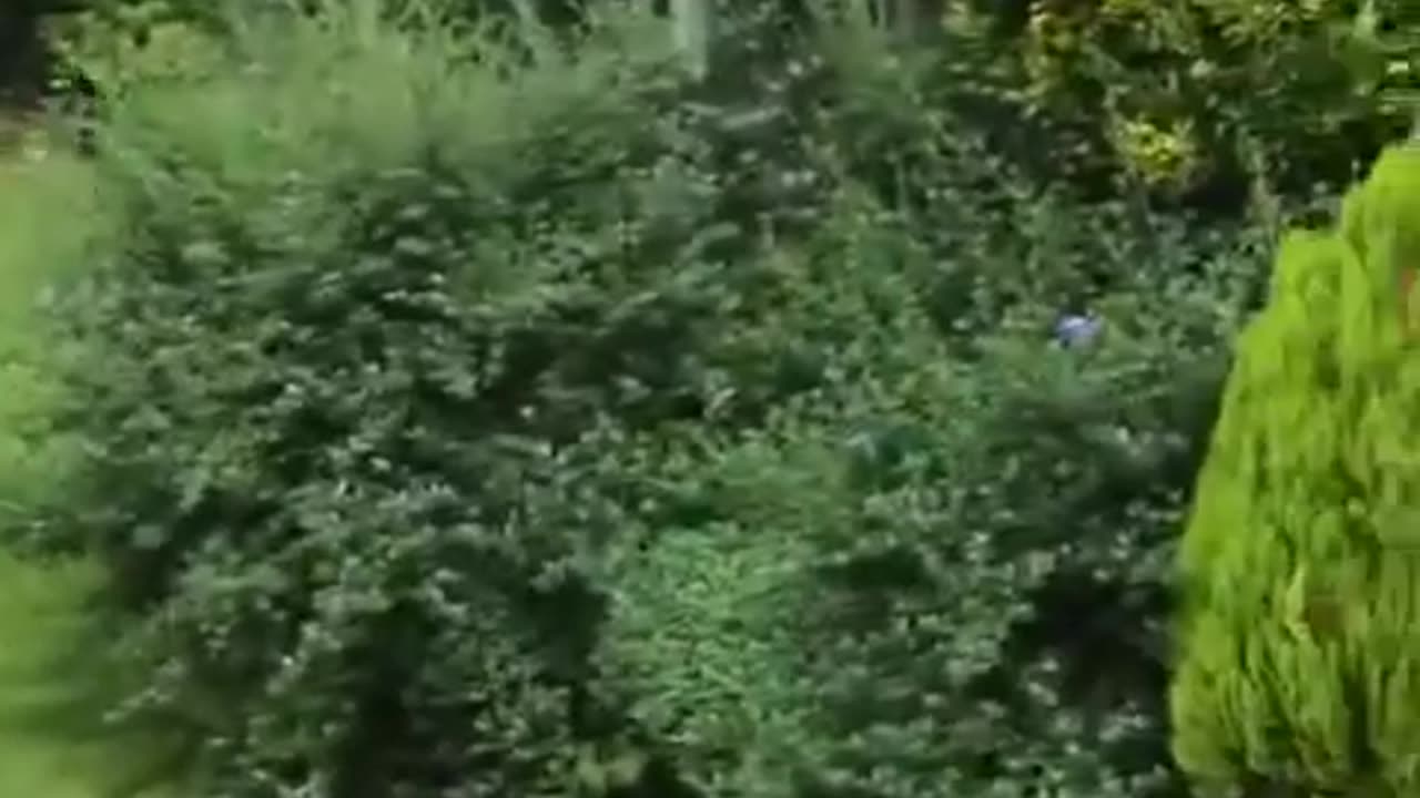 Bengal Cat Vs Zorro