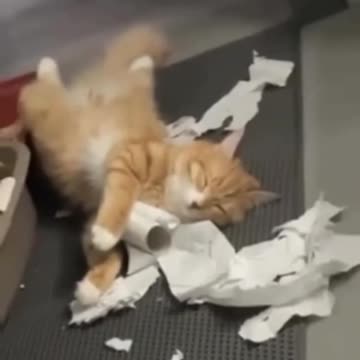 It's been a busy day. 😸