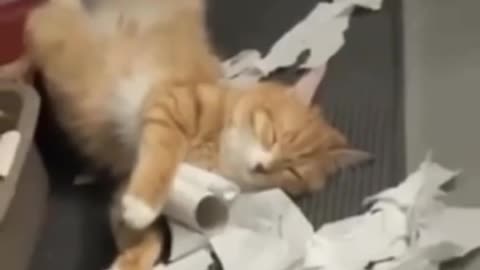 It's been a busy day. 😸