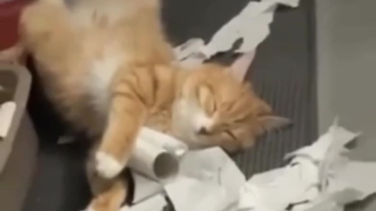 It's been a busy day. 😸