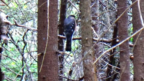 Sharp-shinned hawk