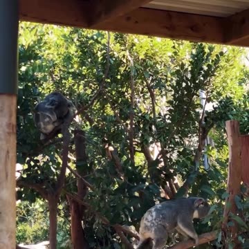 Welcome to Australia 🇦🇺