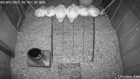 Millar Time Chicken Cam