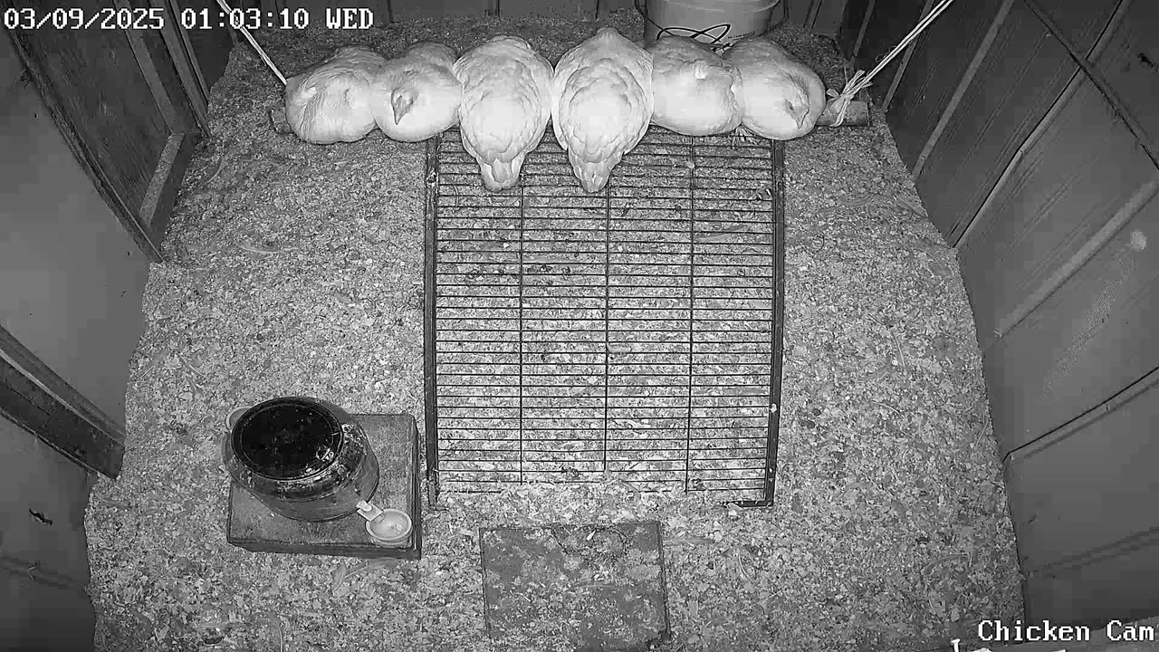 Millar Time Chicken Cam