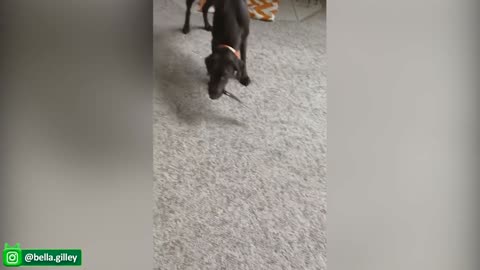 Try not to laugh - Funny Dogs and Cats