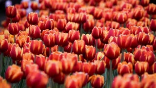 Meditation and Relaxation Musical |
