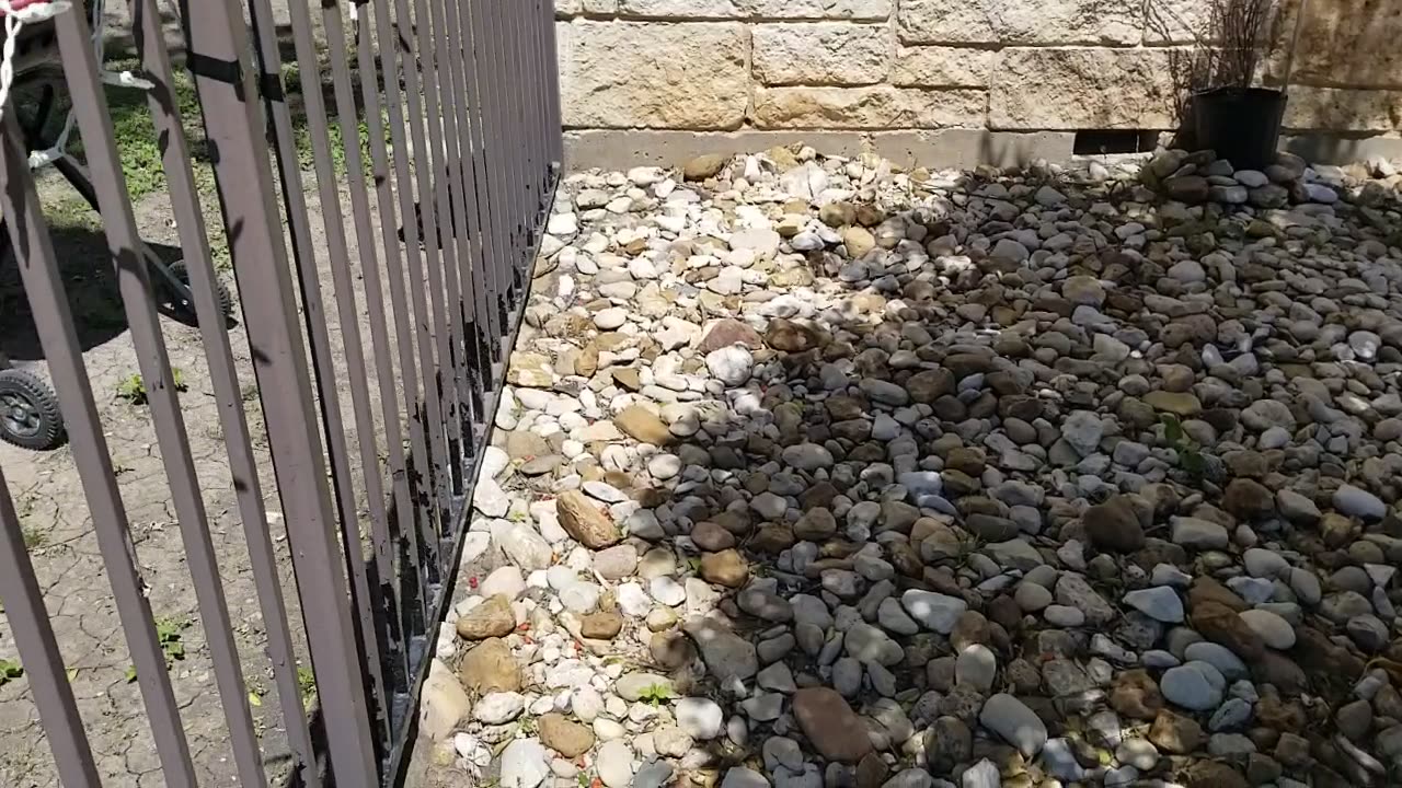 20250414 142753 Tux Ignores Dumb Bird for Dirt Roll