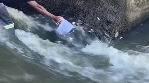 Funny video