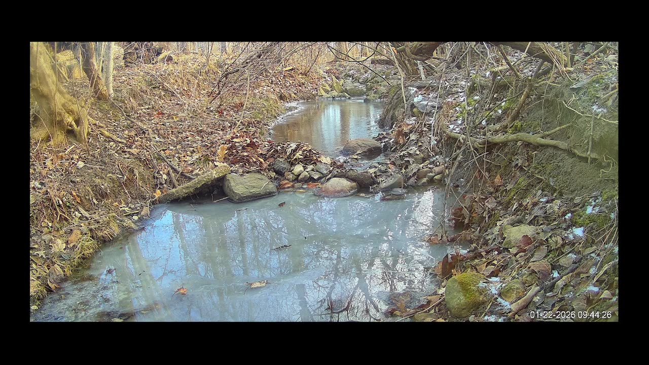 ViralNatureCam- Live Stream