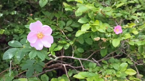 Swamp Roses