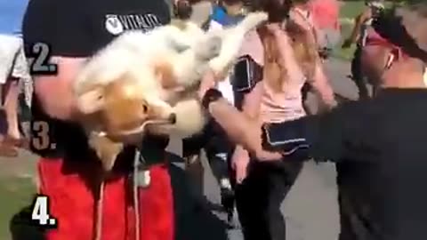 Playful Animals Frenzy