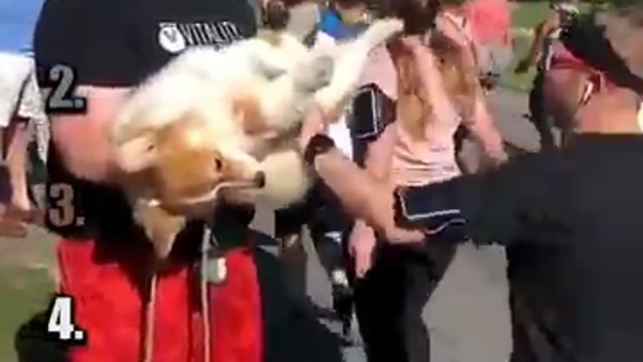 Playful Animals Frenzy