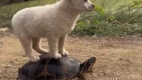 Funny Animals