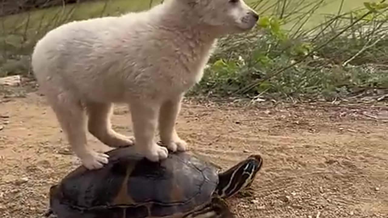 Funny Animals