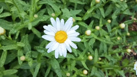 Daisy