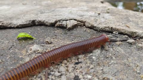 Millipede Walking in Macro Photography is so Satisfying - Spirostreptus CRAWLING