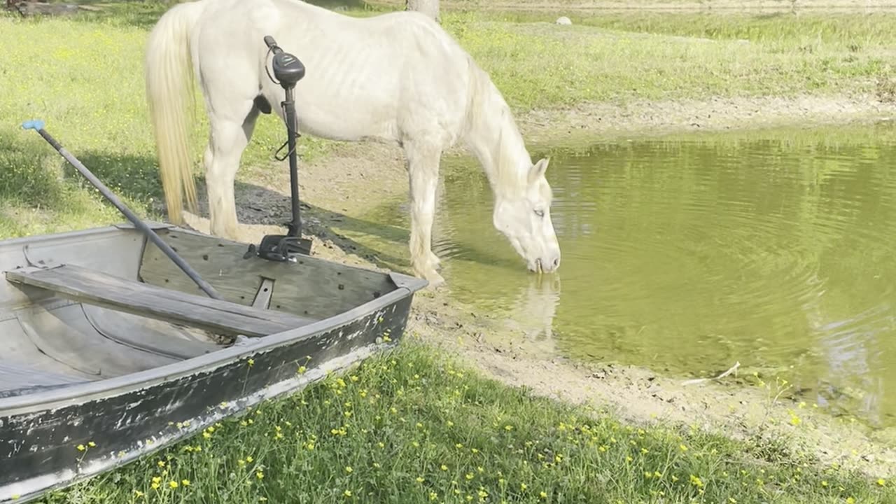Horses drinking from pond