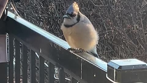 Seeing Bird Song Breath On Chilly Morning